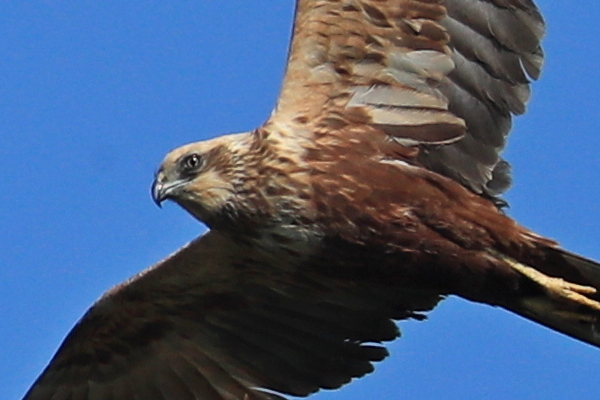 Falco di palude ( Circus aeruginosus )